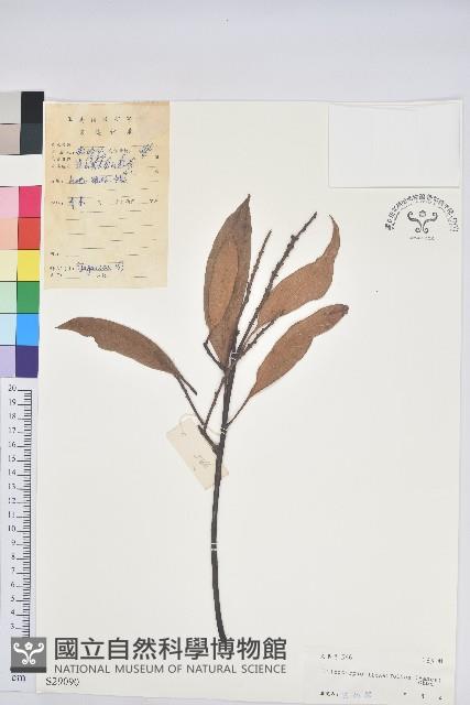 橿葉柯藏品圖，第1張