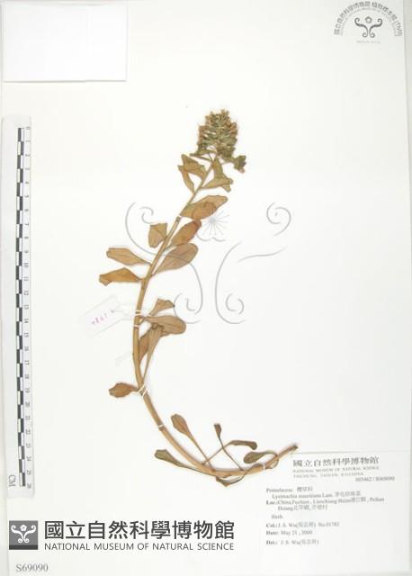 茅毛珍珠菜藏品圖，第1張