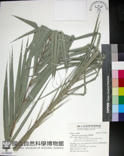 台灣海棗藏品圖，第1張