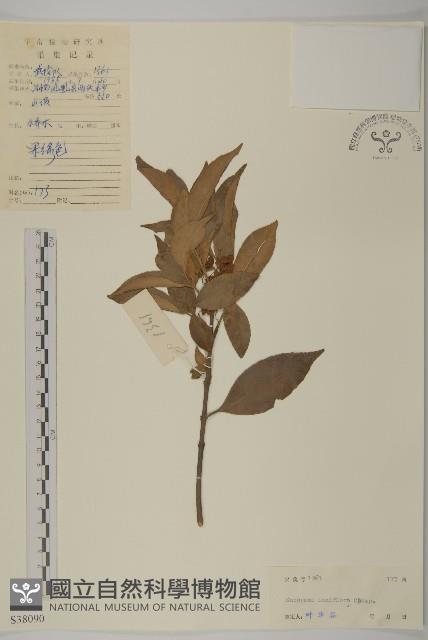 Taiwan euonymus Collection Image, Figure 1, Total 3 Figures