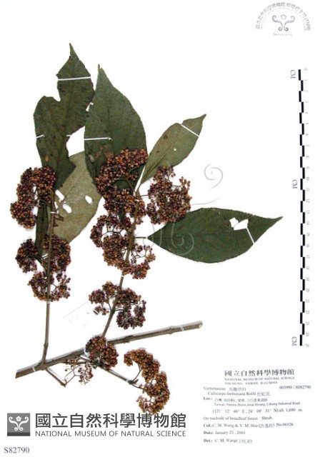 杜虹花，台灣紫珠藏品圖，第1張