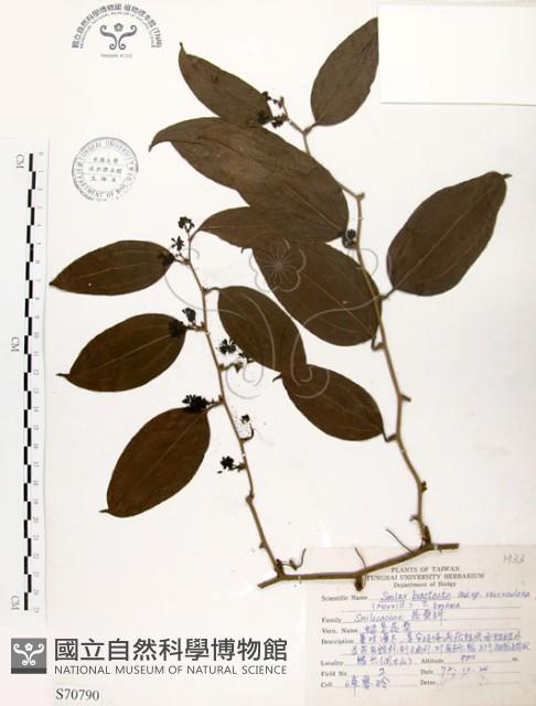 糙莖菝契藏品圖，第1張