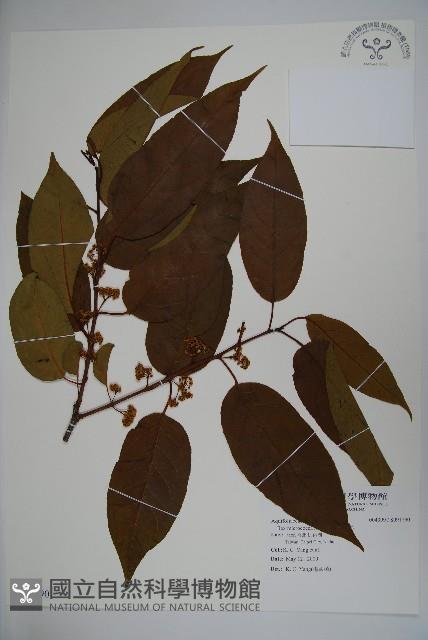 朱紅水木藏品圖，第1張