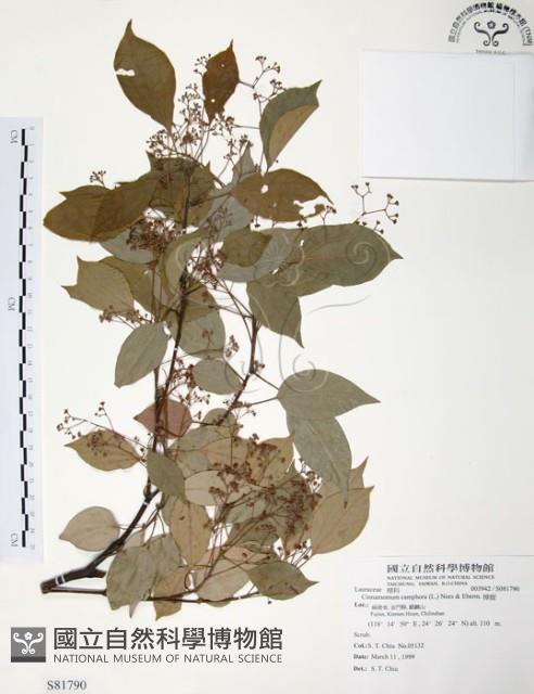 樟樹藏品圖，第1張