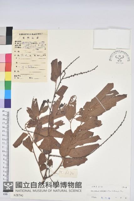 土密藤藏品圖，第1張