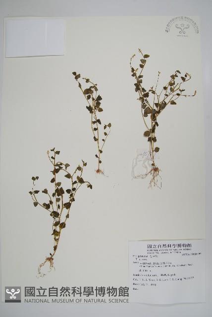 登錄號:S081290藏品圖，第1張