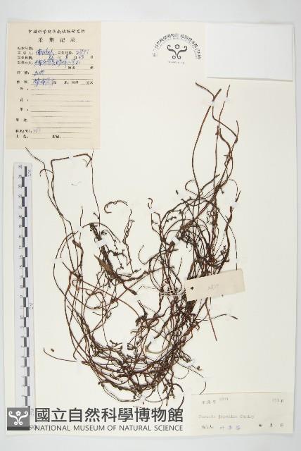 日本菟絲子藏品圖，第1張