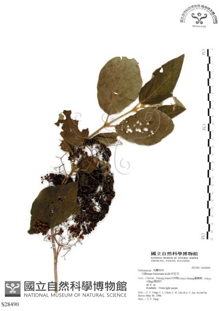 杜虹花，台灣紫珠藏品圖，第1張