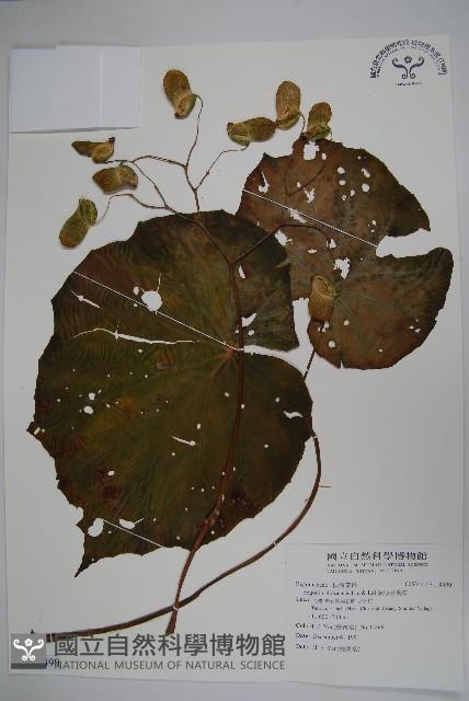 溪頭秋海棠藏品圖，第1張