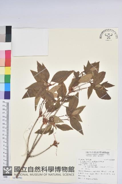 守城滿山紅、馬禮士杜鵑藏品圖，第1張