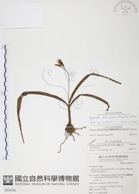 Accession Number:S050190 Collection Image