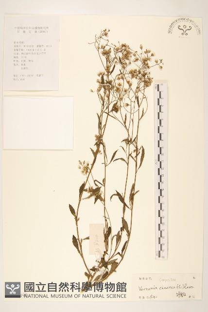 一枝香藏品圖，第1張