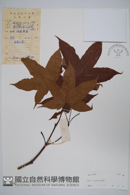 中華槭藏品圖，第1張