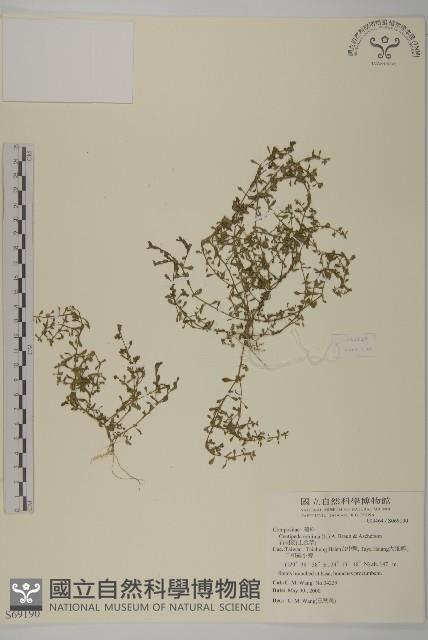 石胡荽、吐金草藏品圖，第1張