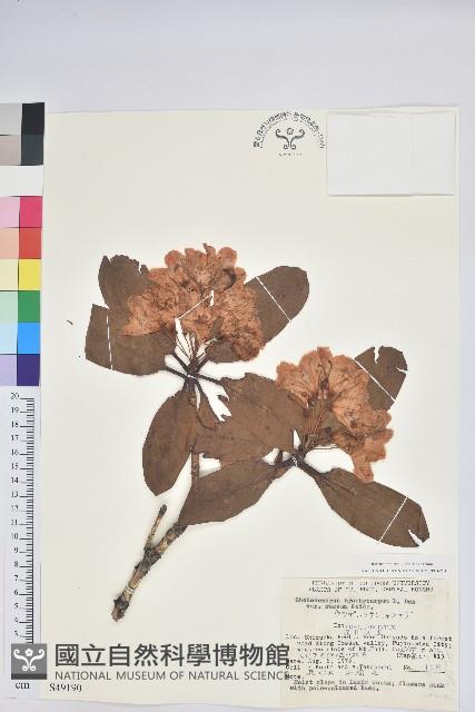 短果杜鵑花藏品圖，第1張