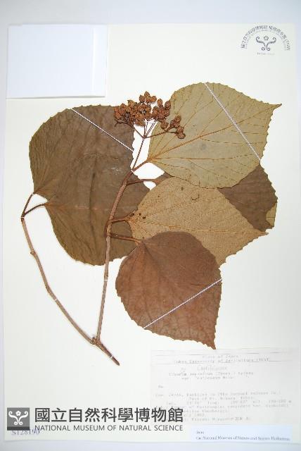 登錄號:S128190藏品圖，第1張