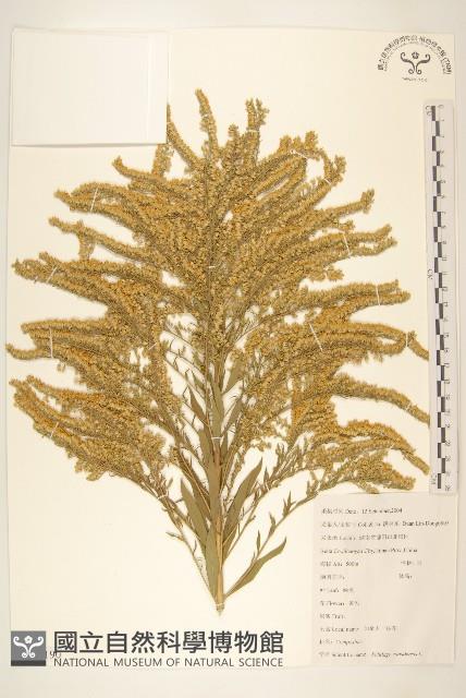 美洲一枝黃花藏品圖，第1張