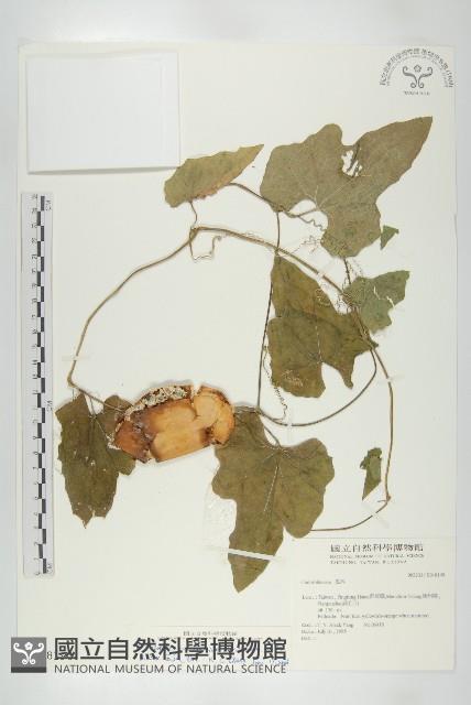 王瓜藏品圖，第1張