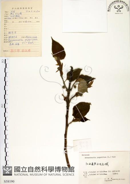 構樹藏品圖，第1張