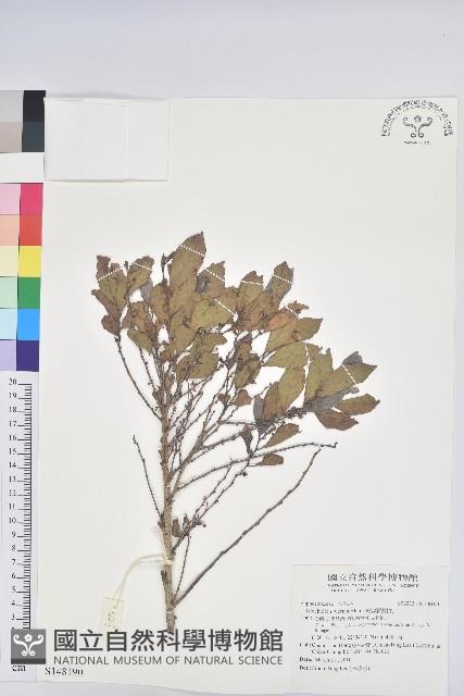 細葉饅頭果藏品圖，第1張