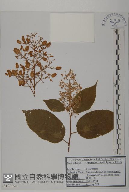 東北雷公藤藏品圖，第1張