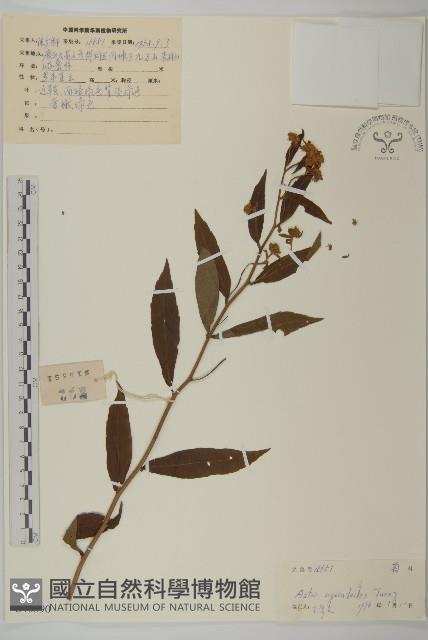 山白蘭藏品圖，第1張