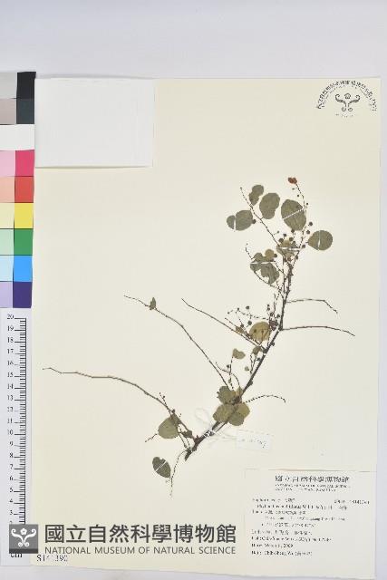 多花油柑、白仔藏品圖，第1張