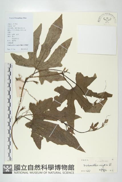 全緣括樓藏品圖，第1張