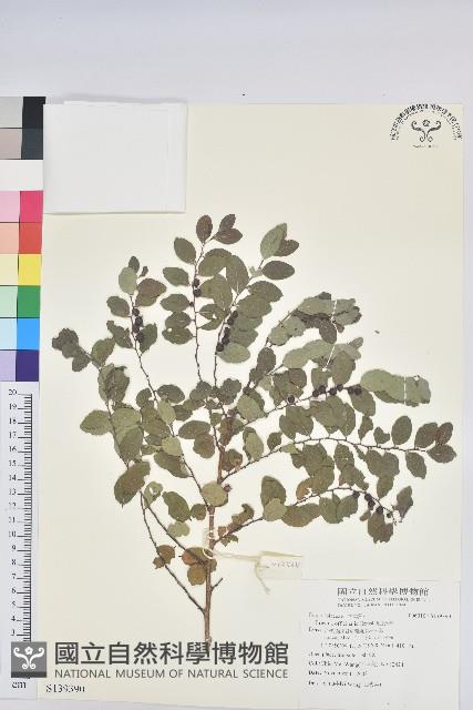 紅仔珠藏品圖，第1張