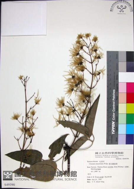 麥氏鐵線蓮藏品圖，第1張