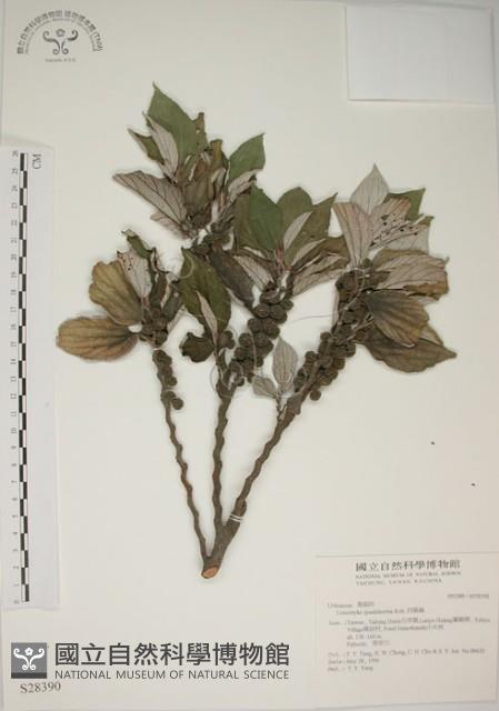 四脈麻藏品圖，第1張