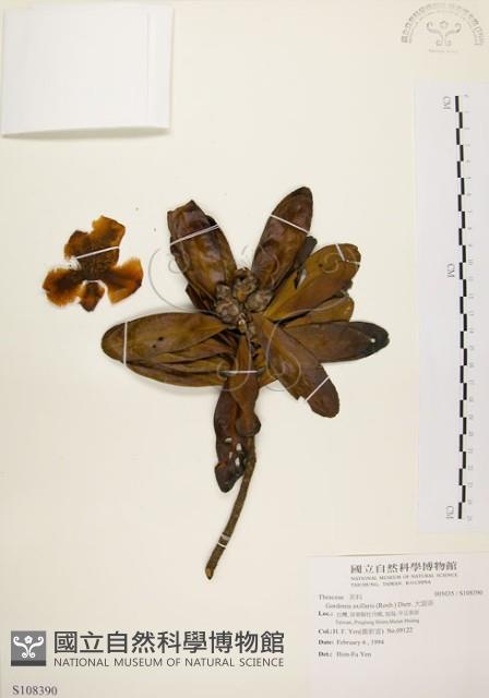 大頭茶藏品圖，第1張