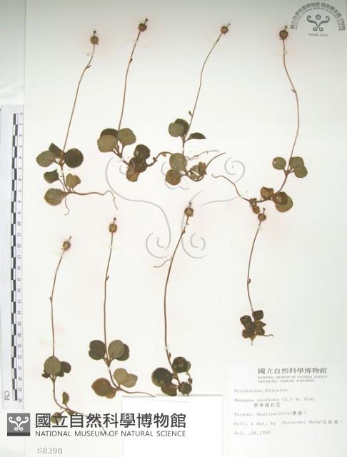 單花鹿蹄草藏品圖，第1張