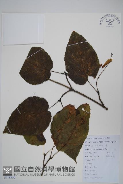 Accession Number:S118390 Collection Image, Figure 1, Total 2 Figures