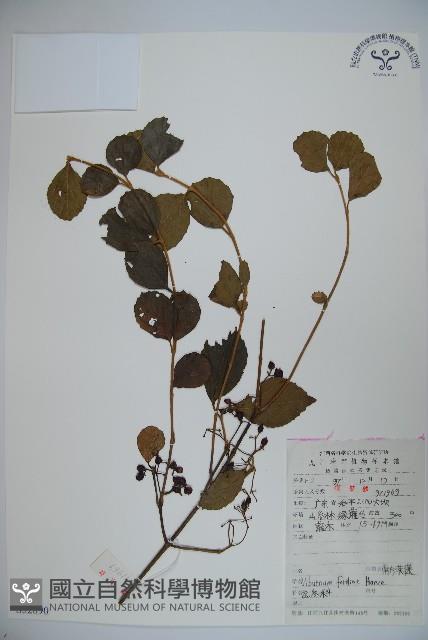 Accession Number:S052890 Collection Image, Figure 1, Total 2 Figures