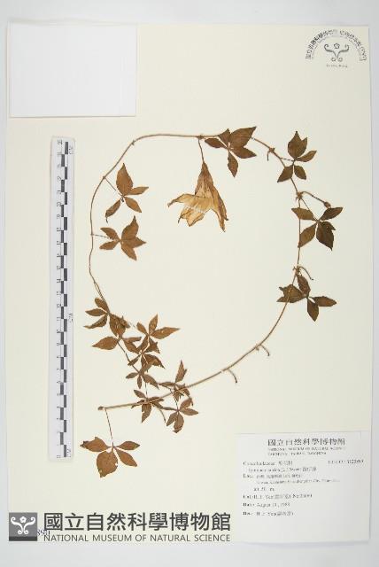 番仔藤藏品圖，第1張