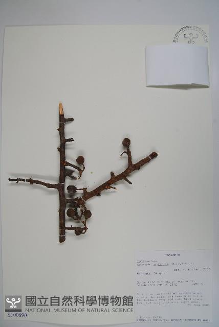 登錄號:S100890藏品圖，第1張