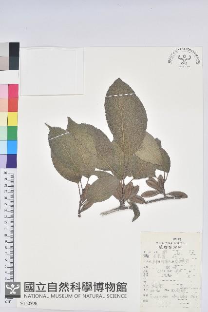 杜仲藏品圖，第1張