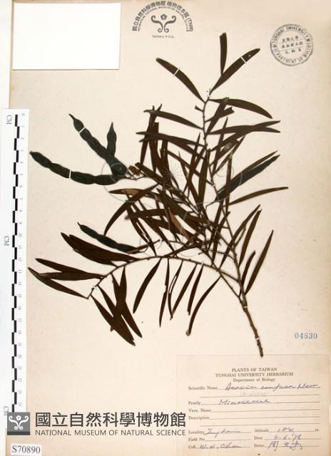 相思樹藏品圖，第1張