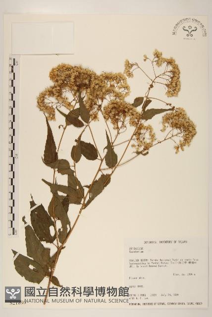 登錄號:S021890藏品圖，第1張