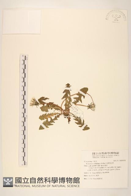 西洋蒲公英藏品圖，第1張