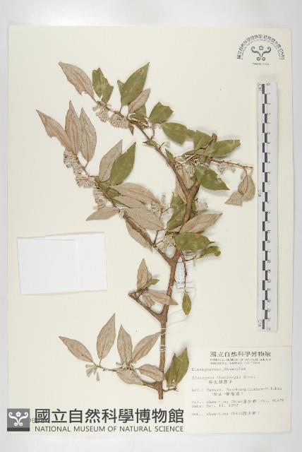 鄧氏胡頹子藏品圖，第1張