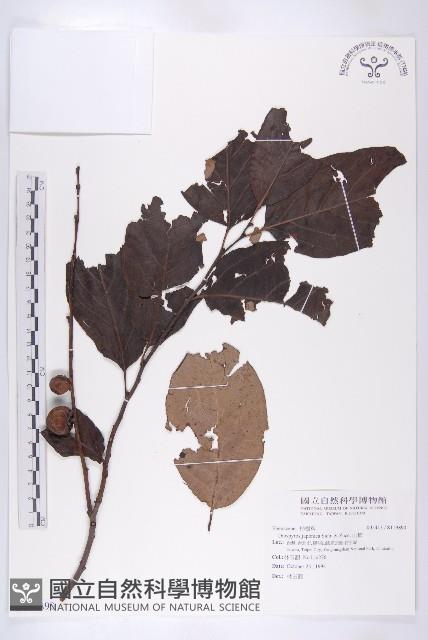 山柿, 山豆柿藏品圖，第1張