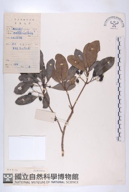 俄氏虎皮楠、蘭嶼虎皮楠、虎皮楠藏品圖，第1張