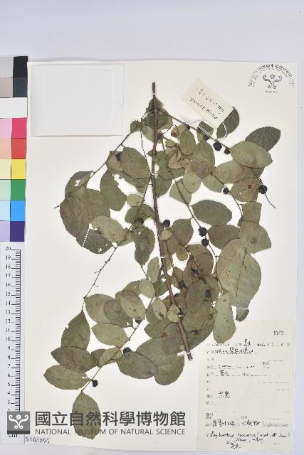 登錄號:S163890藏品圖，第1張