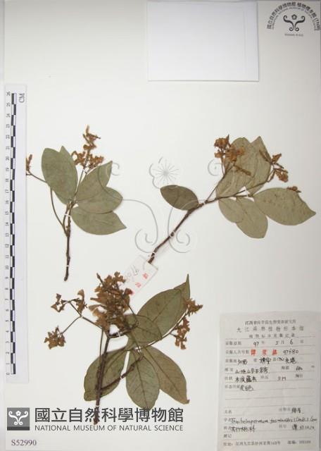 絡石藏品圖，第1張