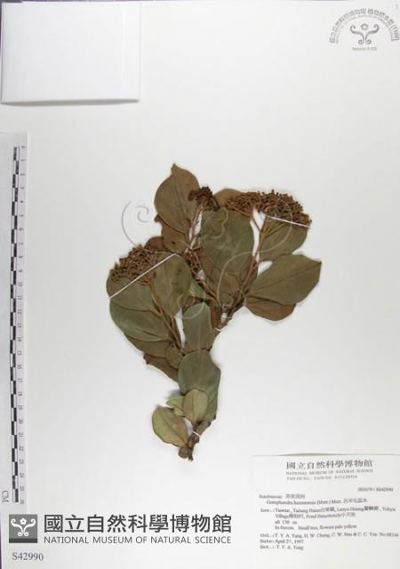 呂宋毛蕊木藏品圖，第1張