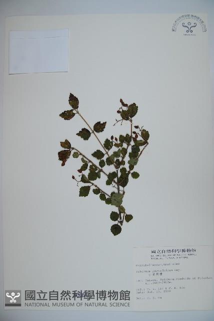 小葉莢迷藏品圖，第1張