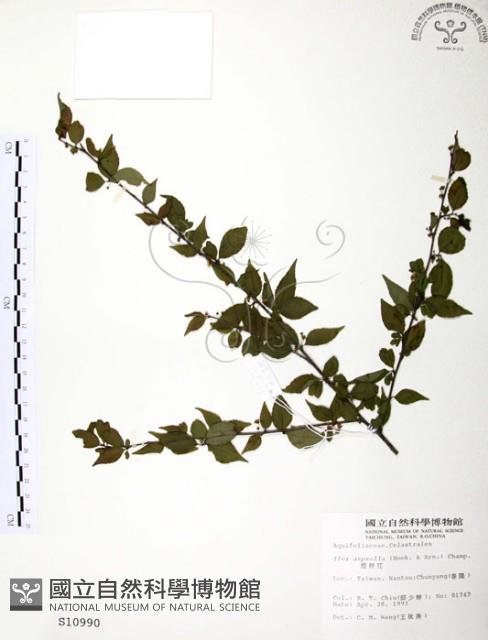 燈稱花、烏雞骨藏品圖，第1張