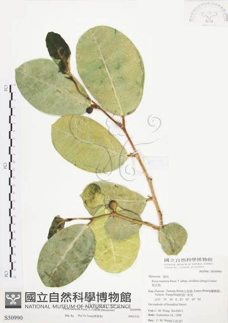 山豬枷藏品圖，第1張